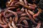 How to start breeding worms for sale