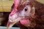 Zakaj je laringotraheitis nevaren pri piščancih: simptomi in metode boja proti bolezni