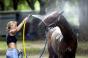 Ձիերի գիրացման տեխնոլոգիան «Horse-broiler
